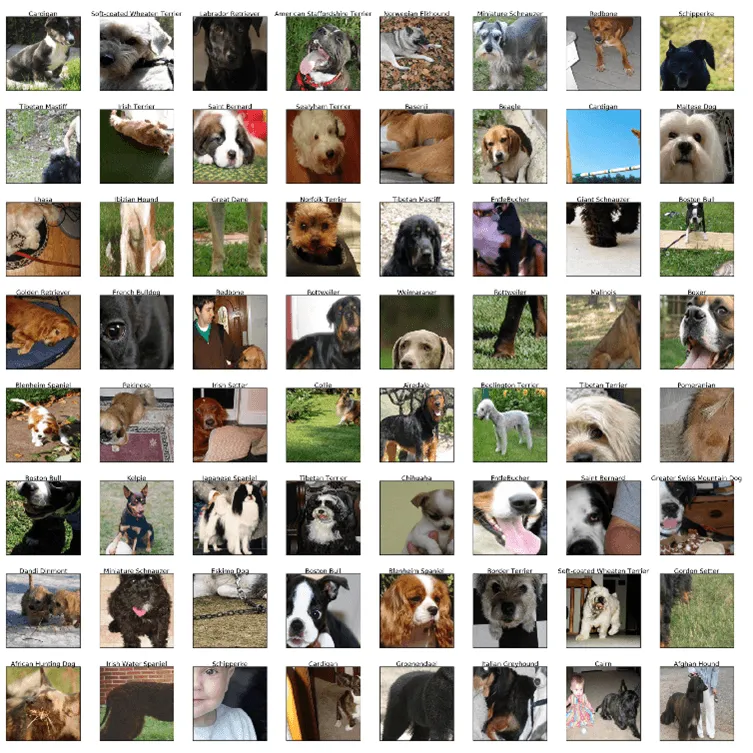 斯坦福狗品种数据集示例